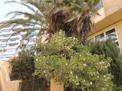 Calpe property: Apartment for sale in Calpe, Alicante 251887
