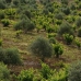 Olvera property: Cadiz Villa, Spain 254028