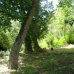 Ronda property: Finca in Malaga 254056