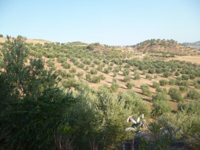 Olvera property: Land for sale in Olvera 254122