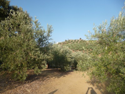 Olvera property: Land with bedroom in Olvera 254122