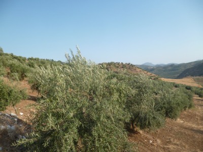 Olvera property: Land with bedroom in Olvera, Spain 254122