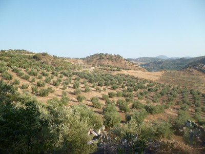 Olvera property: Land for sale in Olvera, Cadiz 254122