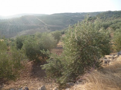 Olvera property: Olvera, Spain | Land for sale 254122