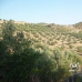 Olvera property: Cadiz, Spain Land 254122