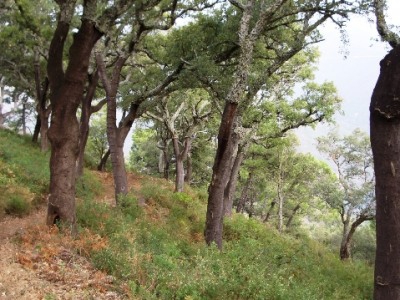 Jubrique property: Finca with 5 bedroom in Jubrique, Spain 254367