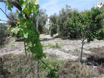 Rute property: Farmhouse with 5 bedroom in Rute, Spain 256302