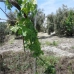 Rute property: 5 bedroom Farmhouse in Cordoba 256302