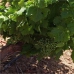 Mollina property: Mollina, Spain Land 256324