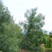 Marbella property: Marbella, Spain Land 257641