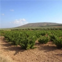 Mollina property: Land for sale in Mollina 260639