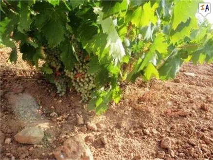 Mollina property: Malaga Land 260639