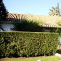 Guadalmina Alta property: Villa to rent in Guadalmina Alta 264824