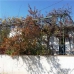 Loja property: 3 bedroom Farmhouse in Granada 266409