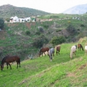 Mijas property: Finca for sale in Mijas 276092