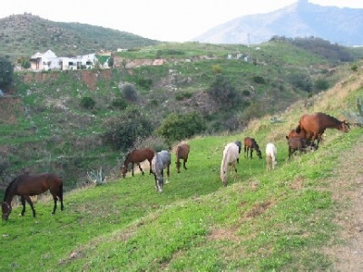 Mijas property: Finca for sale in Mijas, Spain 276092