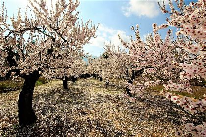 Jalon property: Villa for sale in Jalon, Alicante 276110