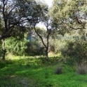 Sotogrande property: Land for sale in Sotogrande 280533