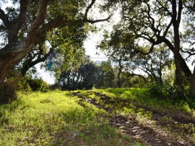 Sotogrande property: Cadiz Land 280533