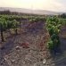 Mollina property: Beautiful Land for sale in Malaga 280669