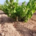 Mollina property: Beautiful Land for sale in Malaga 280671