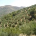 Montefrio property: Beautiful Farmhouse for sale in Montefrio 281068