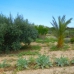 El Realengo property: Beautiful Finca for sale in Alicante 281439