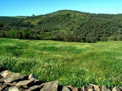 Madronera property: Land for sale in Madronera, Spain 282380
