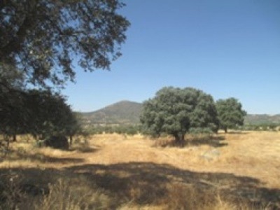 Herguijuela&nbsp;property:&nbsp;Land&nbsp;for&nbsp;sale&nbsp;in&nbsp;Herguijuela&nbsp;282389