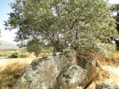 Herguijuela&nbsp;property:&nbsp;Land&nbsp;with&nbsp;bedroom&nbsp;in&nbsp;Herguijuela&nbsp;282389