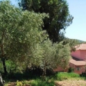 Alcuescar property: Finca for sale in Alcuescar 282399