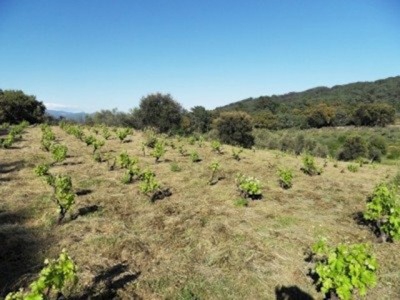 Land for sale in town, Caceres 282425