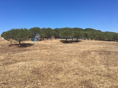 Sotogrande property: Sotogrande, Spain | Land for sale 282594