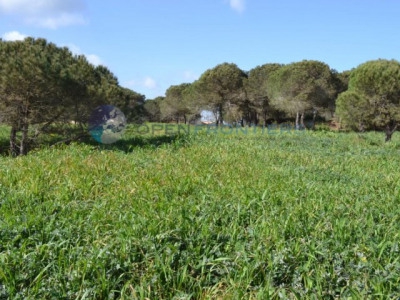 Sotogrande property: Sotogrande Land 282594